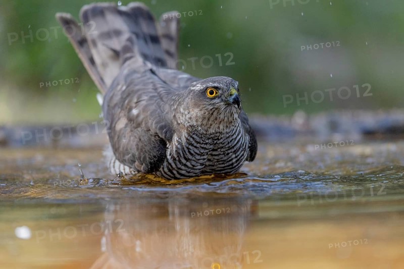 Sparrowhawk (Accipiter nisus), bathing, Catalonia, Spamia