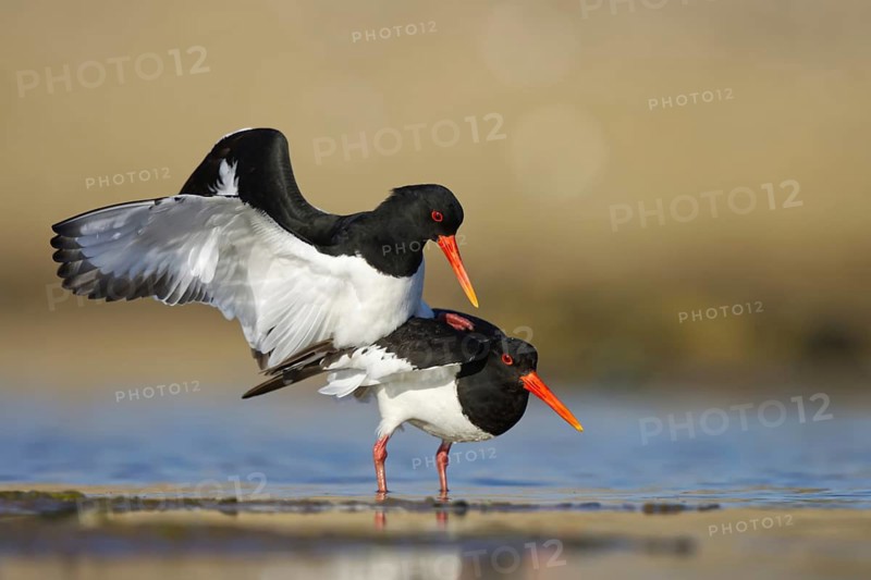 Eurasian Oystercatcher (Haematopus ostralegus) pair mating, North Rhine-Westphalia, Germany
