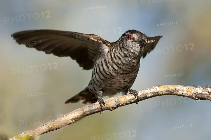 Little Bronze Cuckoo (Chrysococcyx minutillus) male, Western Australia, Australia