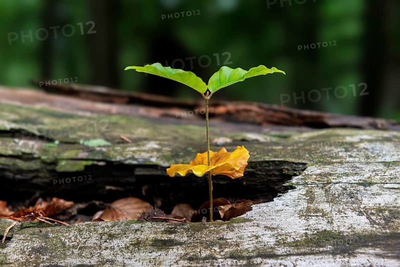 Beech seedling, copper beech (Fagus Sylvatica) growing on dead wood, Mönchbruch, Rüsselsheim am Main, Hesse, Germany