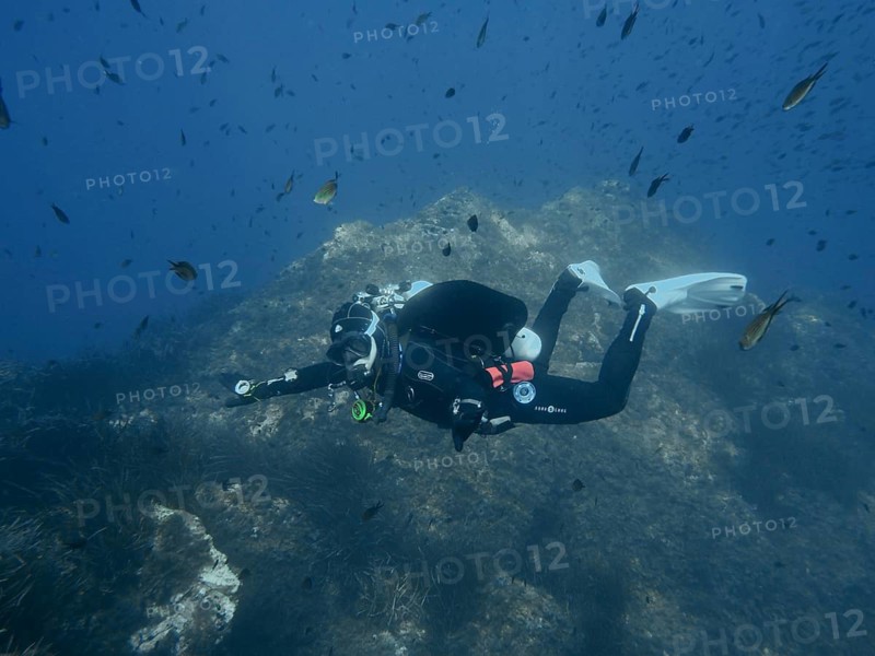 Diver explores the seabed surrounded by fish in a deep blue environment, Giens Peninsula dive site, Mediterranean, Porquerolles, Provence, Côte d'Azur, France