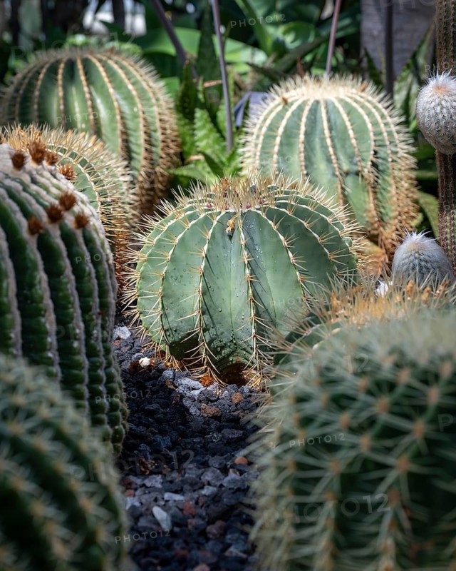 Goldball cacti in the cactus house, plant house of Überlingen am Lake Constance, Überlingen am Lake Constance, Bodenseekreis, Baden-Württemberg, Germany