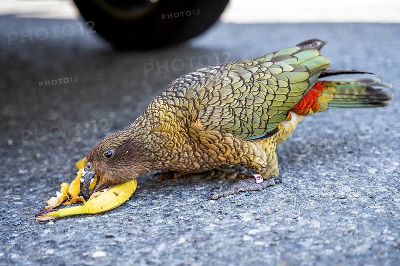 A Kea stole a banana from a car and is eating it. Monkey Creek Parking, Milford Road, Fiordland National Park, Southland Region, South Island, New Zealand