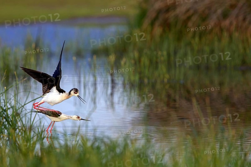 Stilt, (Himantopus himantopus), animals, birds, avocet family, biotope, habitat, pair, mating, copula, Lesvos, Greece
