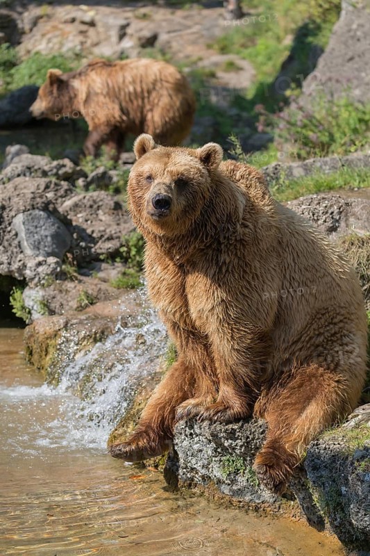 One eurasian brown bear (Ursus arctos arctos) sitting aside a little water cascade and between rocks and green vegetation in sweet evening light