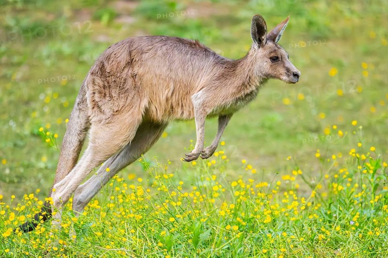 Eastern Gray Kangaroo (Macropus giganteus) running on a meadow, captive, Germany