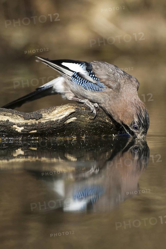 Eurasian Jay (Garrulus glandarius), Castile-La Mancha, Spain