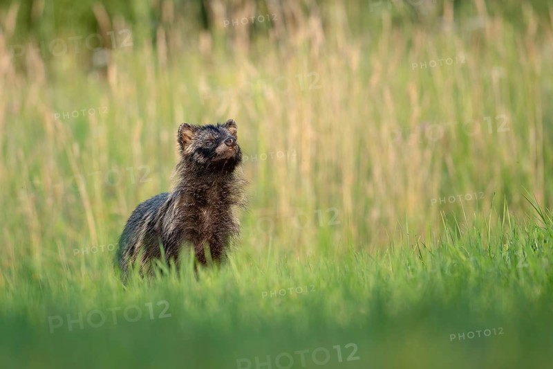 Raccoon dog (Nyctereutes procyonoides) looking curiously at a forest clearing, Podlaskie Voivodeship, Poland