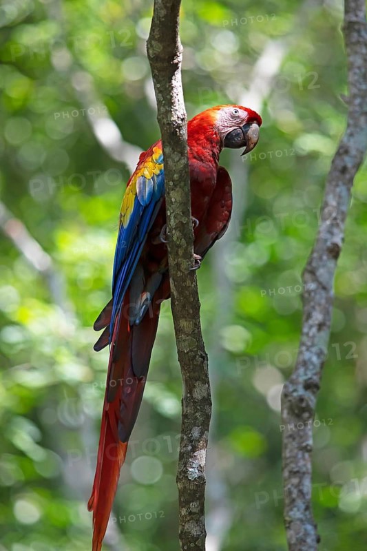 Scarlet macaw (Ara macao), parrot in the archaeological site of Copán, ruined Mayan city in the rainforest or jungle, Departamento Copán, Honduras