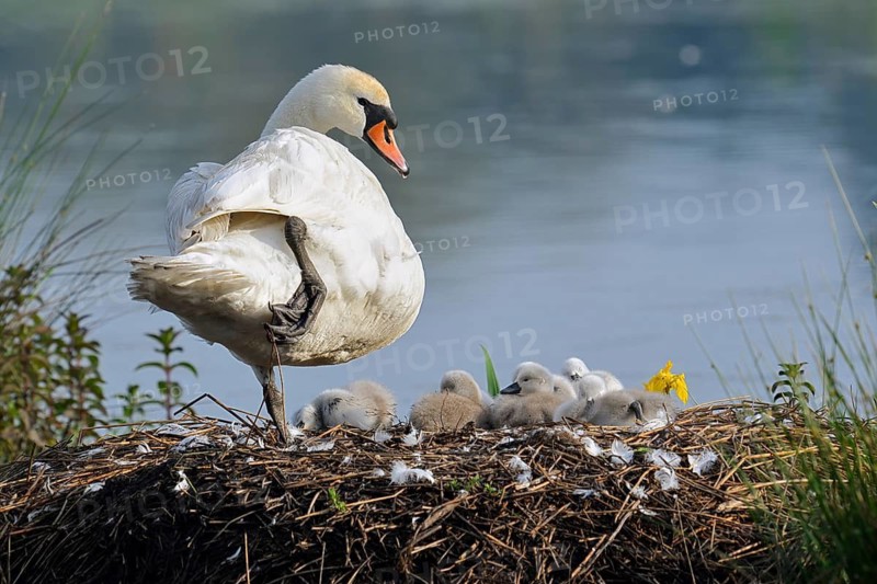 Mute swan (Cygnus olor) with chicks on the nest, North Rhine-Westphalia, Germany