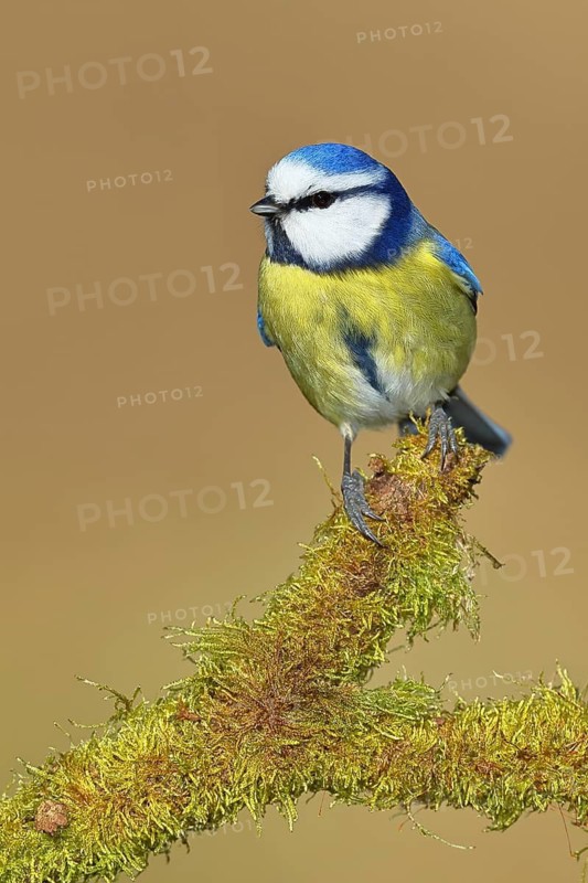 Blue tit (Parus caeruleus), sitting on moss-covered dead wood, Wilnsdorf, North Rhine-Westphalia, Germany