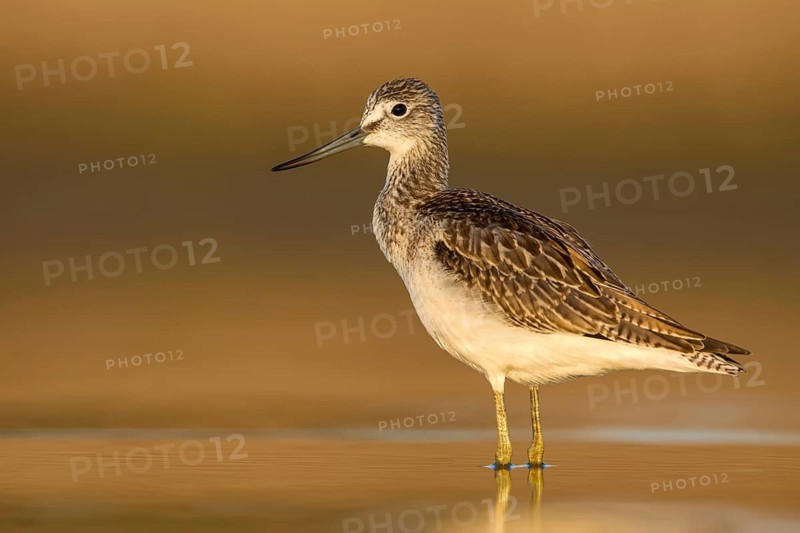 Common Greenshank (Tringa nebularia) foraging, Poland