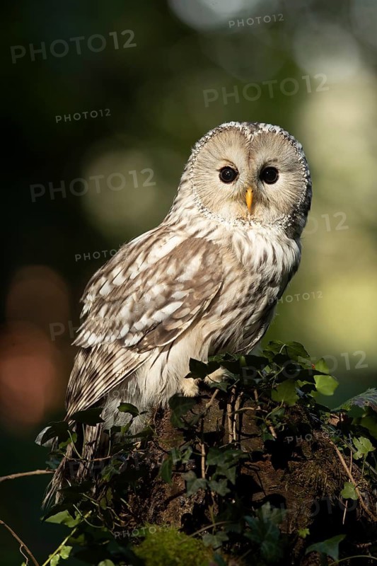 Ural Owl (Strix uralensis), captive, Germany