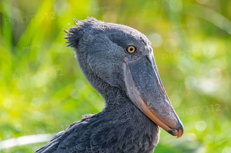 Shoebill (Balaeniceps rex), juvenile, animal portrait, swamps of Mabamba, Lake Victoria, Uganda