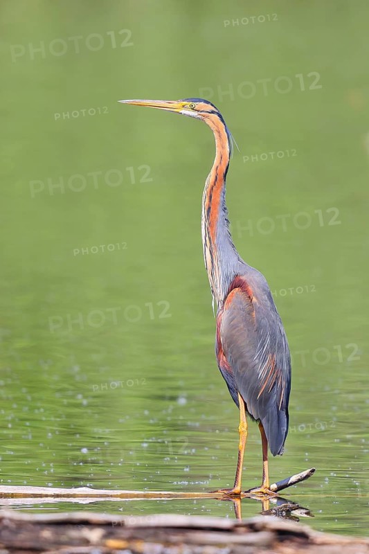 Purple heron (Ardea purpurea), standing on a branch in the water, wildlife, birds, heron, rare breeding bird, migratory bird, Waghäusel, Baden-Württemberg, Germany