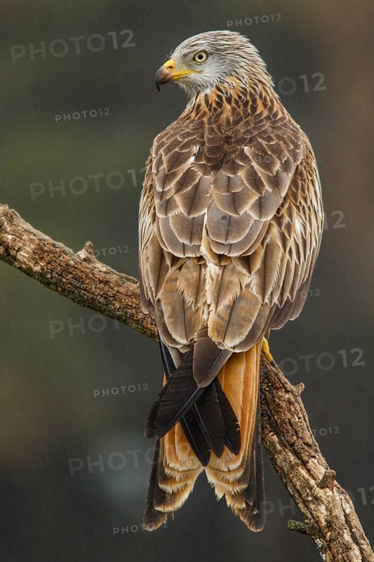 Red Kite (Milvus milvus), perched on a branch, Castile and Leon, Spain