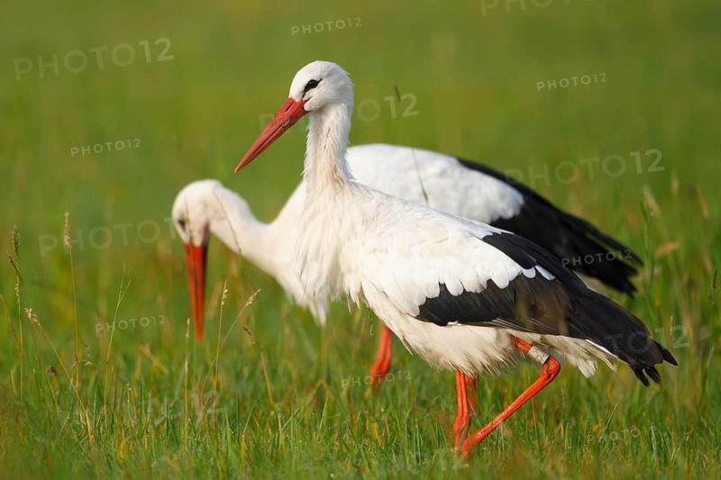 White Stork (Ciconia ciconia) foraging, North Rhine-Westphalia, Germany