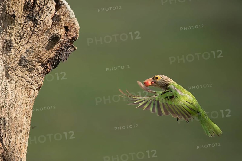 Lineated Barbet (Psilopogon lineatus) flying with food in beak, Chiang Mai, Thailand