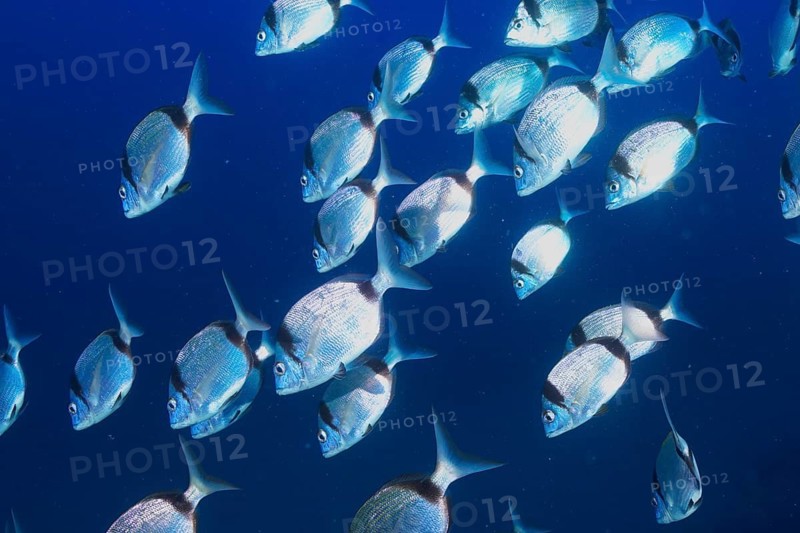 A school of silver fish, two-banded seabream (Diplodus vulgaris), moving dynamically through the blue water, dive site peninsula Giens, Mediterranean Sea, Porquerolles, Provence, Côte d'Azur, France