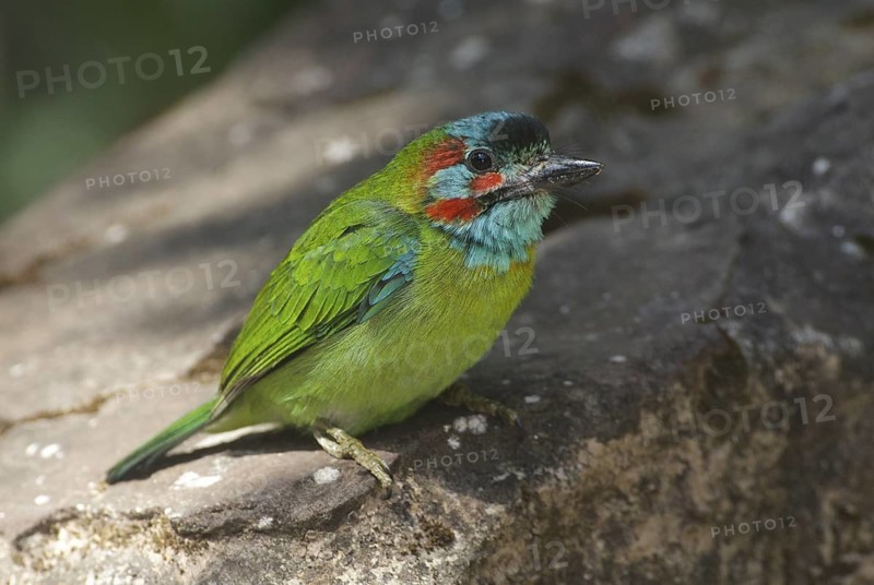 Blue-eared Barbet (Psilopogon duvaucelii cyanotis), Phitsalunok, Thailand
