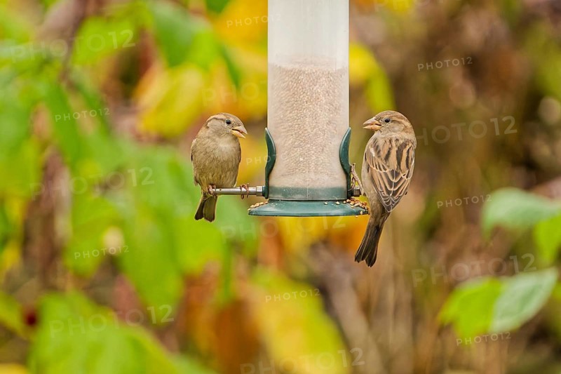 Two house sparrows (Passer domesticus) feeding on seeds at a hanging garden bird feeder, colorful autumn foliage and soft natural background bokeh, Germany