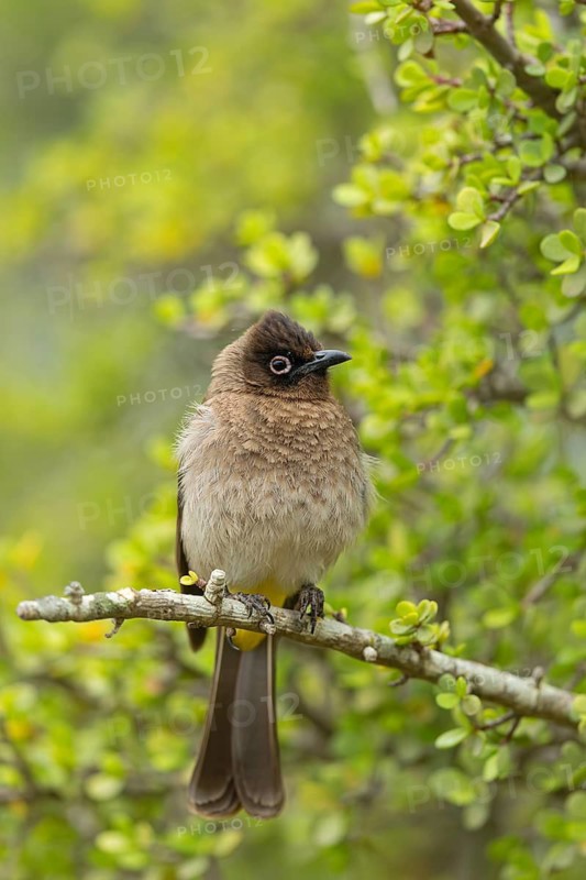 Cape bulbul (Pycnonotus capensis), Addo Elephant National Park, Addo, Western Cape, South Africa