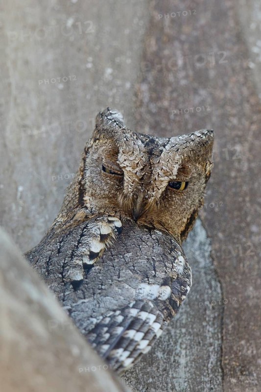 Eurasian Scops Owl (Otus scops), Lesvos, Greece