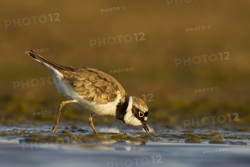 Little Ringed Plover (Charadrius dubius) female foraging, North Rhine-Westphalia, Germany
