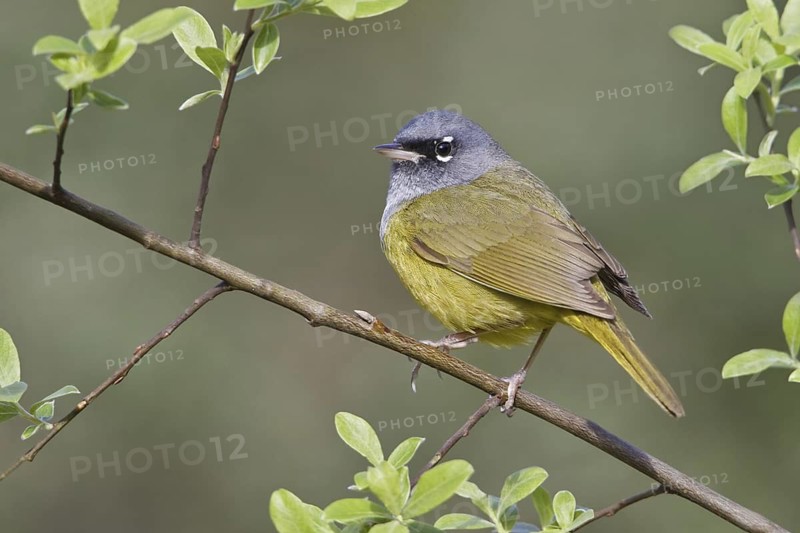 MacGillivray's Warbler (Geothlypis tolmiei), British Columbia, Canada