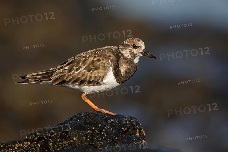 Ruddy Turnstone (Arenaria interpres) feeding amongst the rocks, Fuerteventura, Spain
