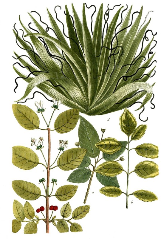 Botany, plants, a. xylosteum italicum, Etruscan honeysuckle, now scientifically known as Lonicera etrusca, b. xylosteum virginianum folis crispis, c. xylosteum periclymenum rectum, honeysuckle, d, yucca americana, palm lily