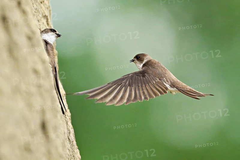 Sand martin (Riparia riparia), approaching the breeding tube, Reussegg nature reserve, Canton Aargau, Switzerland