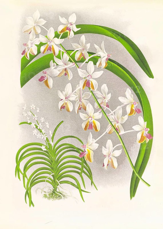 Orchid, Vanda Boxalli, authentic reproduction of an illustration by Jean Jules Linden (1817 - 1898), Luxembourgish-Belgian botanist, one of the fathers of orchid research, Historical