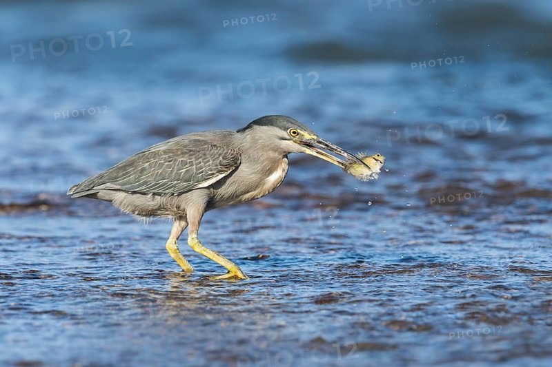 Striated Heron (Butorides striata) with fish prey in beak, Eilat, Israel