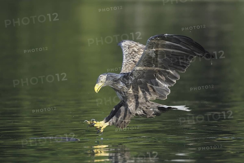 White-tailed Eagle (Haliaeetus albicilla), Mecklenburg-Western Pomerania, Germany