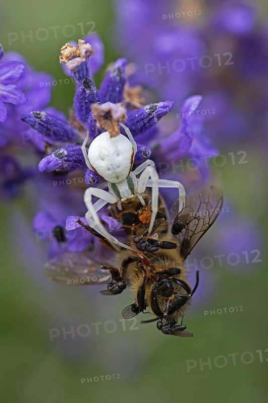 Goldenrod crab spider (Misumena vatia) eats a honey bee, Animals, Insects, Spiders, Baden-Württemberg, Federal Republic of Germany