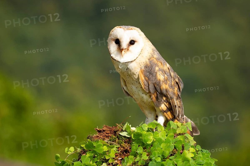 Western Barn Owl (Tyto alba) captive, Germany