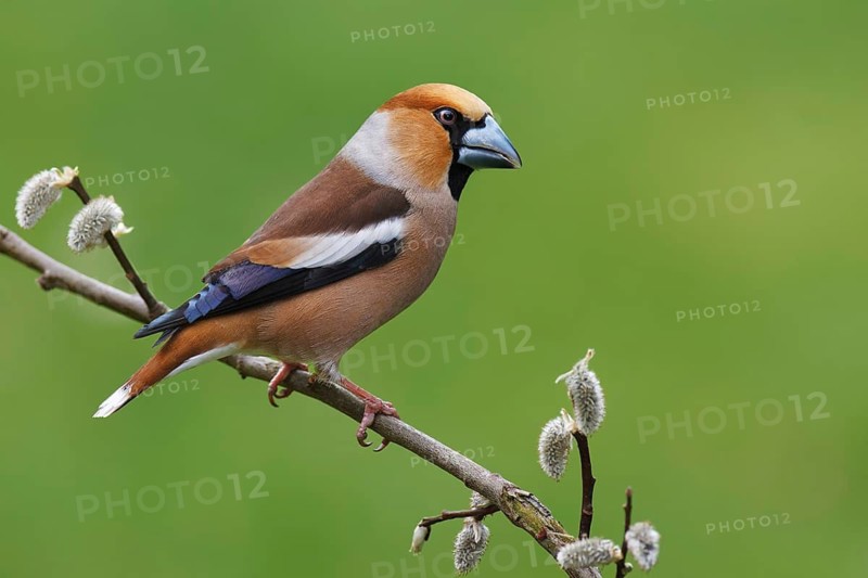 Hawfinch (Coccothraustes coccothraustes), Berlin, Germany