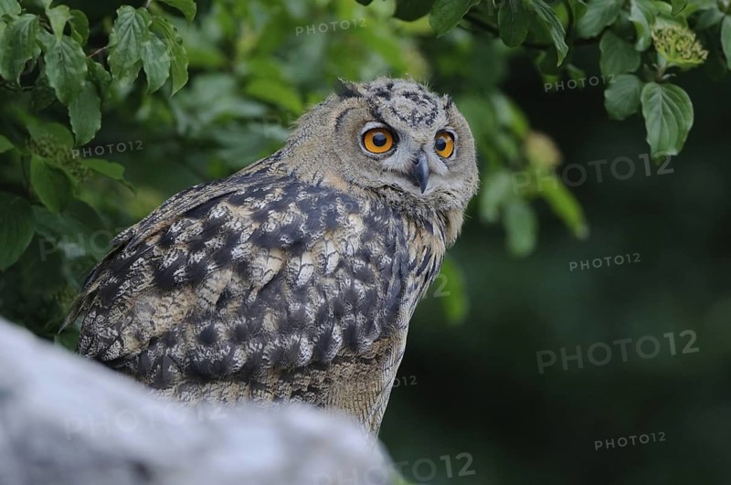 Eurasian Eagle-Owl (Bubo bubo) juvenile, North Rhine-Westphalia, Germany