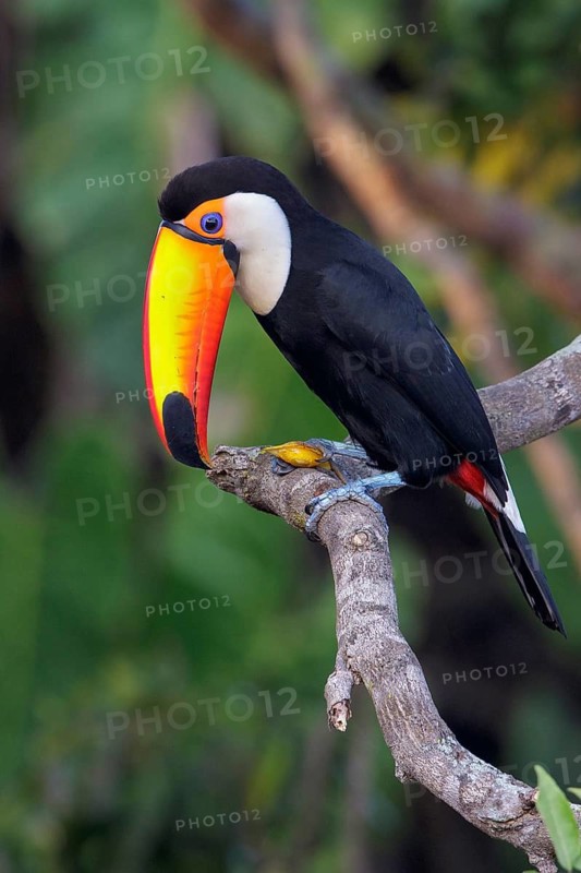 Toco Toucan (Ramphastos toco) perched on a branch in the Pantanal region of Brazil