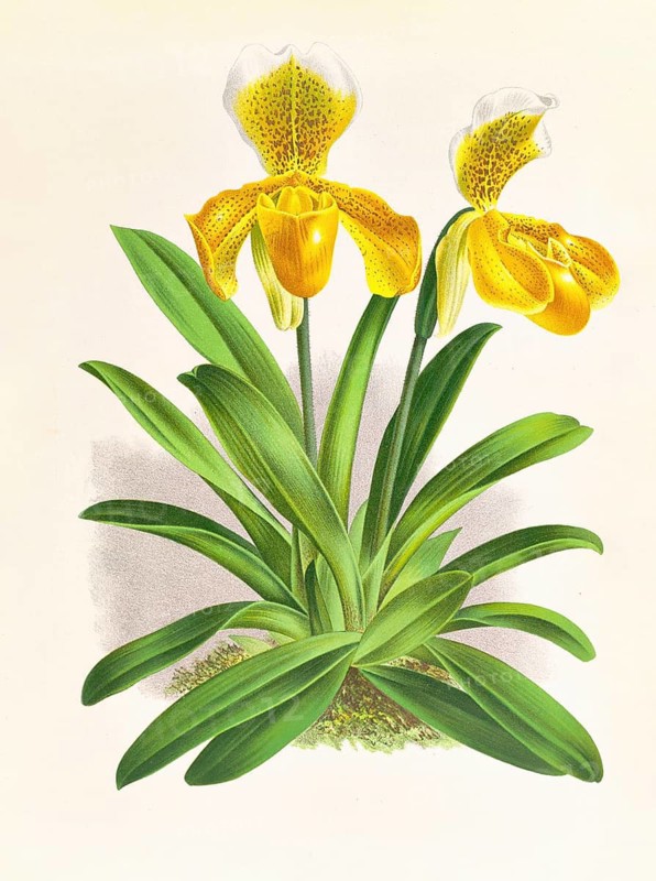 Orchid, Cypripedium sallieri, authentic reproduction of an illustration by Jean Jules Linden (1817 - 1898), Luxembourgish-Belgian botanist, one of the fathers of orchid research, Historical