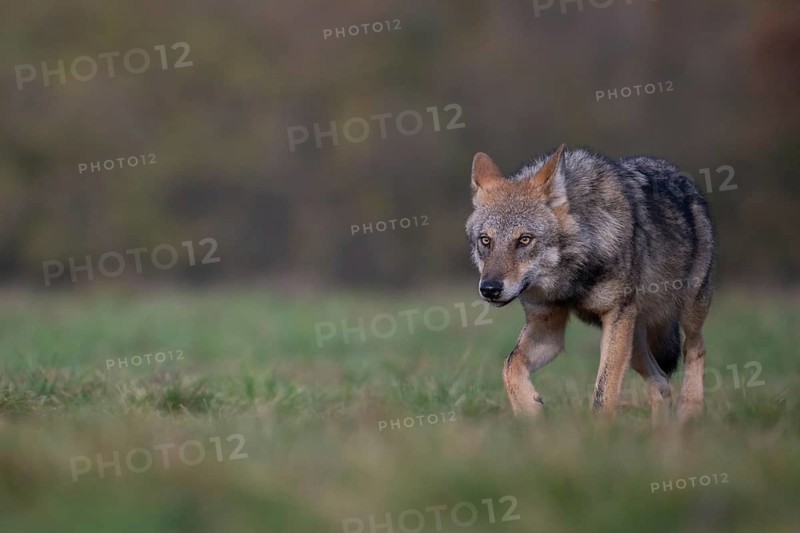 European grey wolf, Eurasian wolf (Canis lupus lupus), wolf in forest clearing, Podlaskie Voivodeship, Poland
