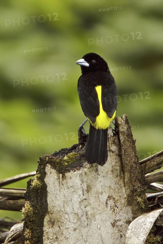 Lemon-rumped Tanager (Ramphocelus icteronotus) male, Ecuador