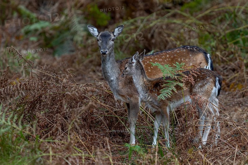 A fallow deer (Dama dama) with calf searches for the last remaining acorns on the forest floor, acorn mast, baby animal, autumn, rut, fallow deer rut, October, Germany