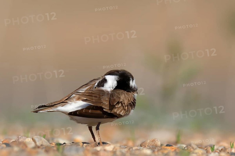 Little Ringed Plover (Charadrius dubius) preening, Saxony-Anhalt, Germany