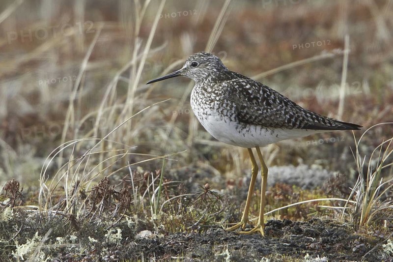 Lesser Yellowlegs (Tringa flavipes), Manitoba, Canada