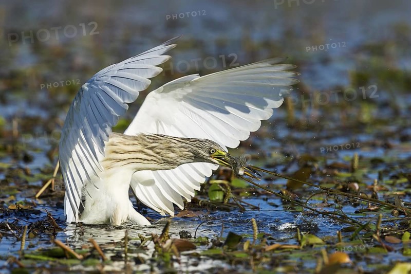 Squacco Heron (Ardeola ralloides) fishing, Rishon LeZion, Israel