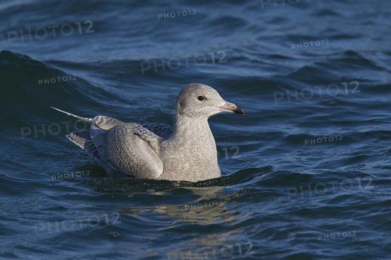 Glaucous Gull (Larus hyperboreus), North Sea, Germany