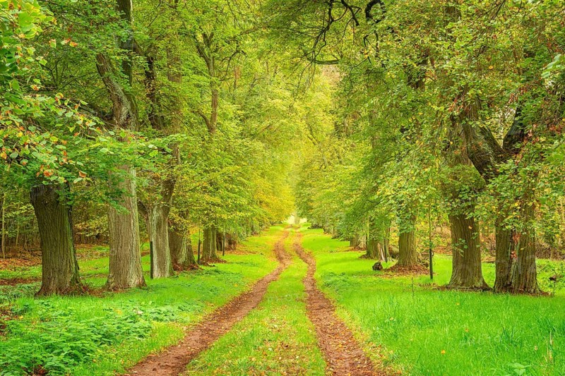 Hiking trail through old linden alley at Kyffhäuser in autumn, Bad Frankenhausen, Thuringia, Germany