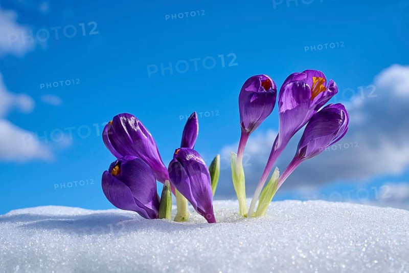 Purple crocuses grow through snow against a clear sky with scattered clouds, spring, Bavaria, Germany